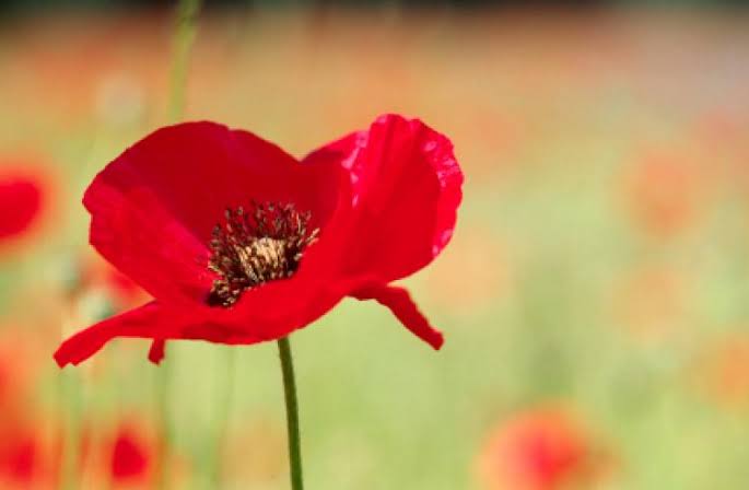 REMEMBRANCE 2026